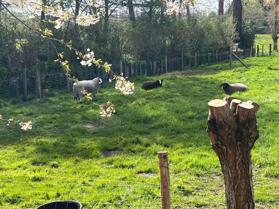 Hoeve Hooierzele Waasmunster エクステリア 写真