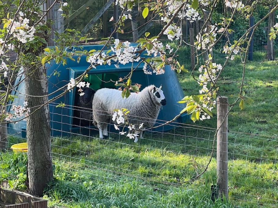 Hoeve Hooierzele Waasmunster エクステリア 写真
